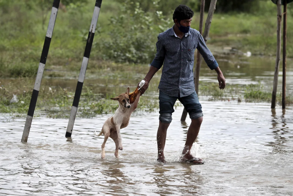 Индия. Мужчина помогает собаке перейти улицу, затопленную после сильных дождей